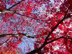 古峯神社の自然