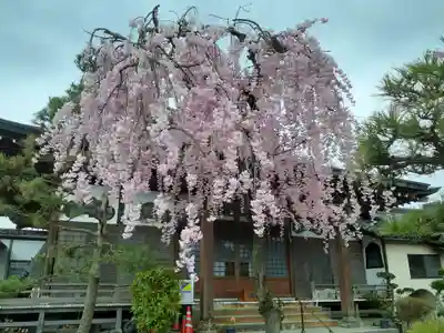 阿弥陀寺の自然