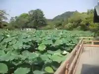 鶴岡八幡宮の自然