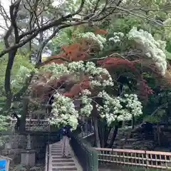 深大寺の自然