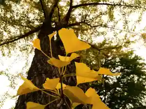 壽徳寺 じゅとくじの自然(2021年10月28日(木) 07時12分14秒投稿)