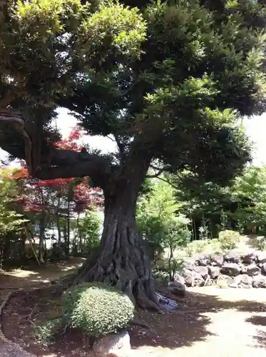 埴生神社の自然