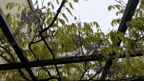 藤之宮　春日神社（野田の藤跡）(大阪府)