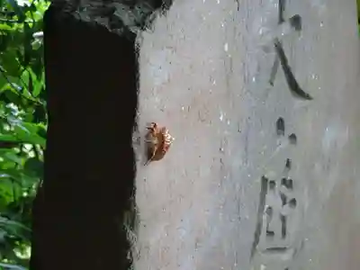 熊野神社(大庭神社舊趾)の動物