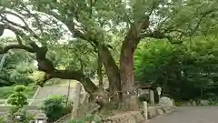 玉祖神社の庭園