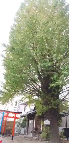 稼穡稲荷社の自然