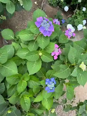 能護寺(埼玉県)