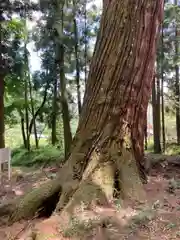 若王子神社の自然