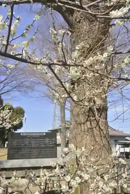 相模原氷川神社(神奈川県)