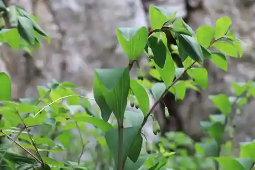 鹿島大神宮の自然