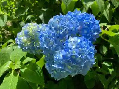 矢田寺(奈良県)