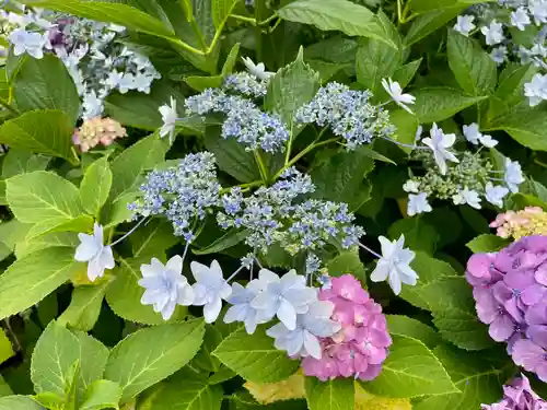 白山神社の自然