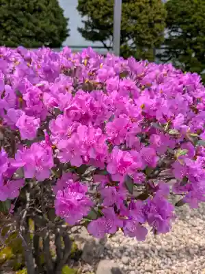 亀田龍神社の{uncategorized: "未分類", other: "その他", undefined: "問題あり", building: "その他建物", grave: "お墓", sacred_gate: "鳥居", guardian: "狛犬", statue: "像", buddha: "仏像", history: "歴史", nature: "自然", garden: "庭園", animal: "動物", pagoda: "塔", temizu: "手水舎", mountain_gate: "山門・神門", sanctuary: "本殿・本堂", subordinate: "末社・摂社", art: "芸術", scenery: "景色", jizo: "地蔵", ema: "絵馬", goshuin: "御朱印", omikuji: "おみくじ", items: "授与品その他", amulet: "お守り", goshuincho: "御朱印帳", eats: "食事", festival: "お祭り", votive_dance: "神楽", shichigosan: "七五三参", wedding: "結婚式", experience: "体験その他", initially: "初詣", around: "周辺", anti_infection: "感染症対策"}