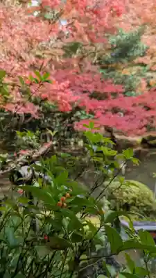 蓮華寺（洛北蓮華寺）(京都府)