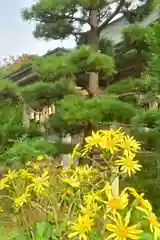 白山媛神社(新潟県)