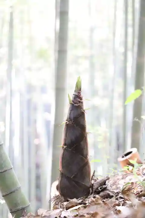石清水八幡宮の自然