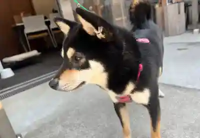 【閉業】小石川大神宮(東京都)