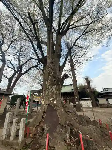 諏訪神社の{uncategorized: "未分類", other: "その他", undefined: "問題あり", building: "その他建物", grave: "お墓", sacred_gate: "鳥居", guardian: "狛犬", statue: "像", buddha: "仏像", history: "歴史", nature: "自然", garden: "庭園", animal: "動物", pagoda: "塔", temizu: "手水舎", mountain_gate: "山門・神門", sanctuary: "本殿・本堂", subordinate: "末社・摂社", art: "芸術", scenery: "景色", jizo: "地蔵", ema: "絵馬", goshuin: "御朱印", omikuji: "おみくじ", items: "授与品その他", amulet: "お守り", goshuincho: "御朱印帳", eats: "食事", festival: "お祭り", votive_dance: "神楽", shichigosan: "七五三参", wedding: "結婚式", experience: "体験その他", initially: "初詣", around: "周辺", anti_infection: "感染症対策"}