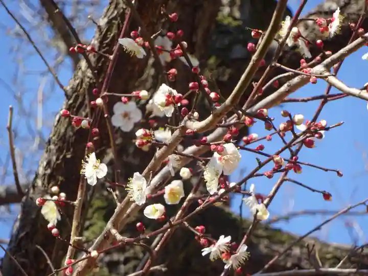 伊勢原 法泉寺の自然