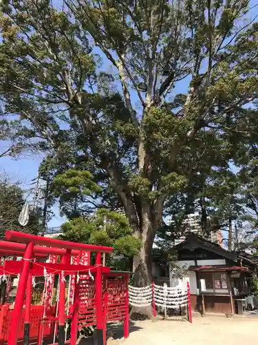 菅生神社の自然