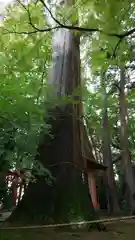 奥石神社の自然