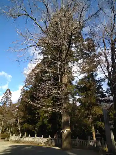 上一宮大粟神社の自然