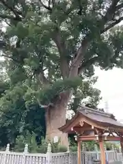 三皇神社(愛媛県)