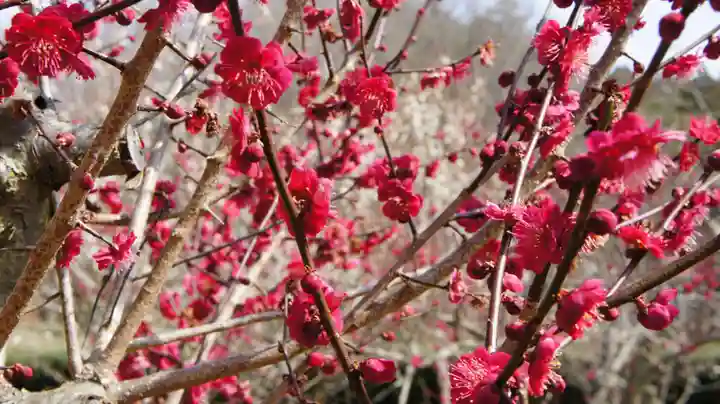 梅林寺(福島県)