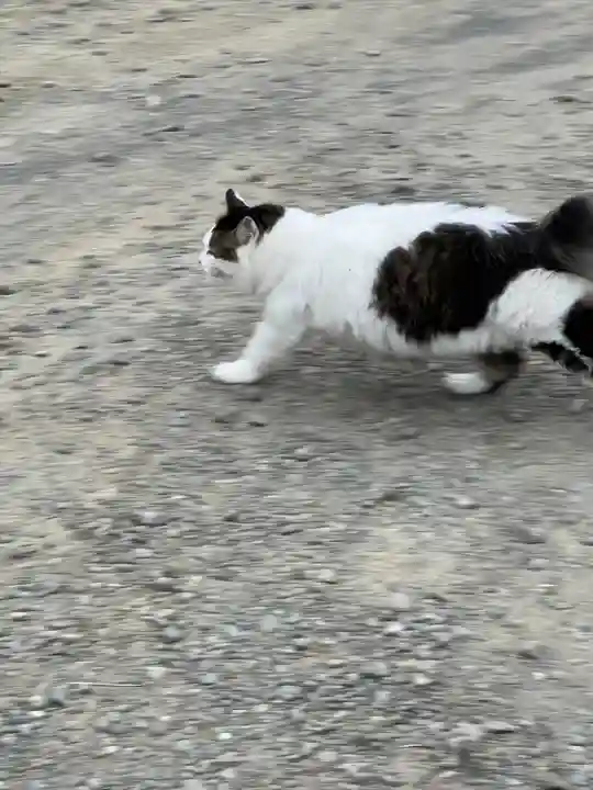 妙義神社(群馬県)