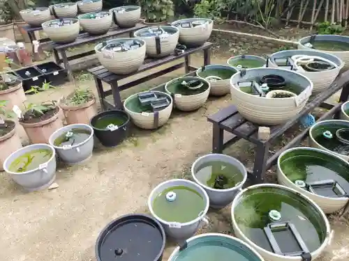 おふさ観音（観音寺）(奈良県)