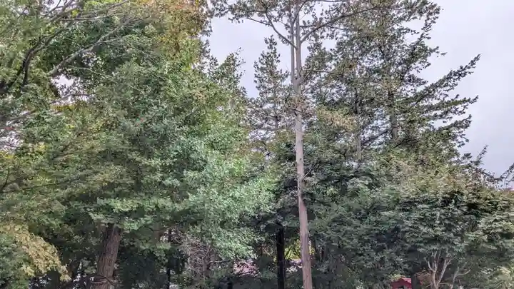 南豪神社の自然