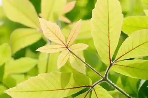 【公式】龍門院常楽寺（秩父札所十一番）の自然
