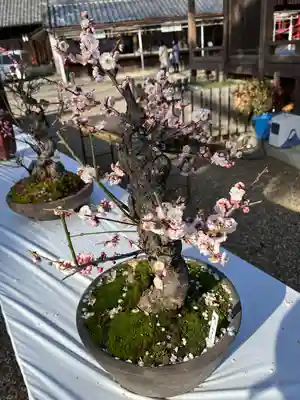 道明寺天満宮(大阪府)