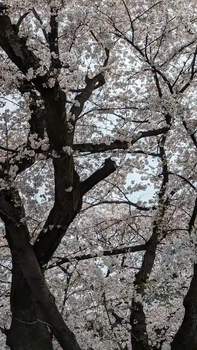本隆寺(本妙興隆寺)(京都府)