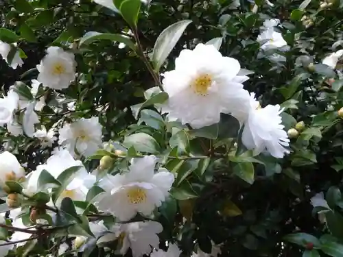 諏訪神社の自然