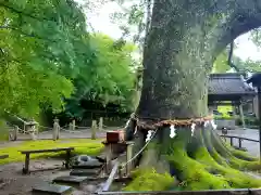 事任八幡宮の自然