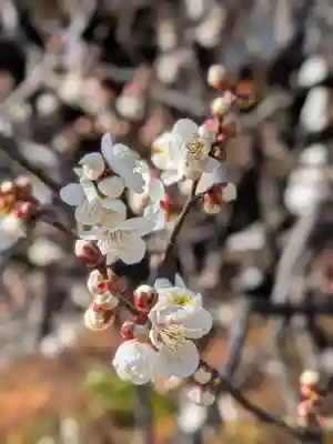 福蔵院(東京都)