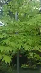 大縣神社(愛知県)