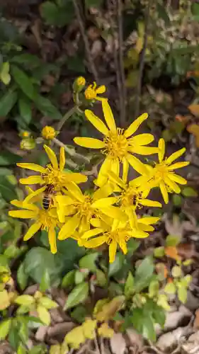 清洲山王宮　日吉神社の自然