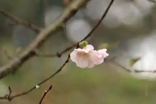 阿久津「田村神社」（郡山市阿久津町）旧社名：伊豆箱根三嶋三社の庭園