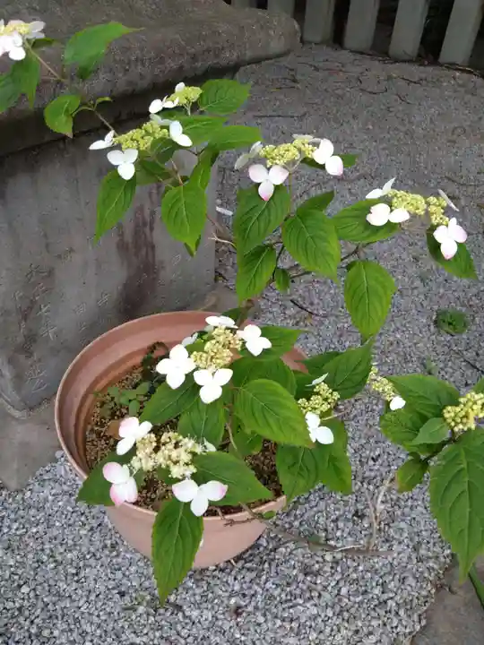 山崎菅原神社の自然