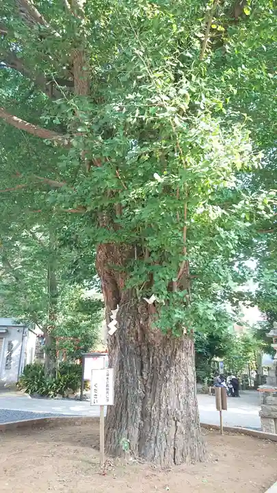 鳩森八幡神社の自然