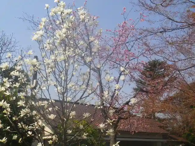 鶴岡八幡宮の自然