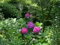 観音山慈眼院(高崎観音)の自然