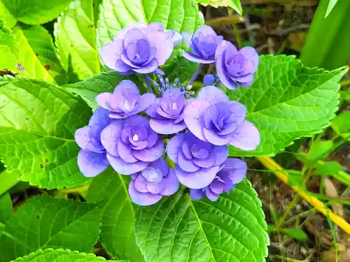 郷照寺(香川県)