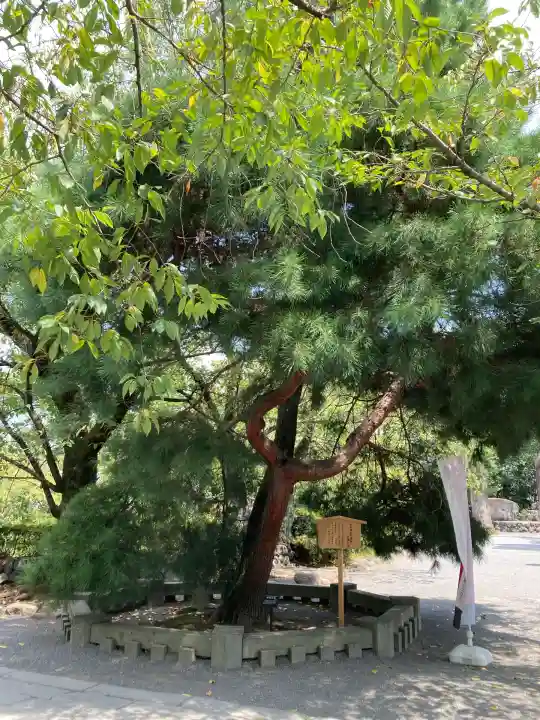 三嶋大社(静岡県)