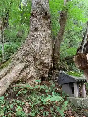 愛宕神社の自然