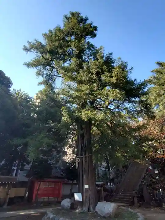 駒込富士神社の自然
