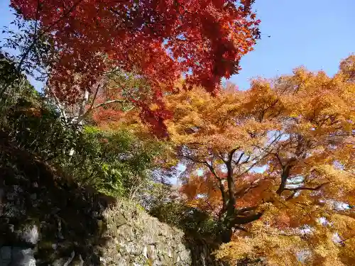 善峯寺の自然