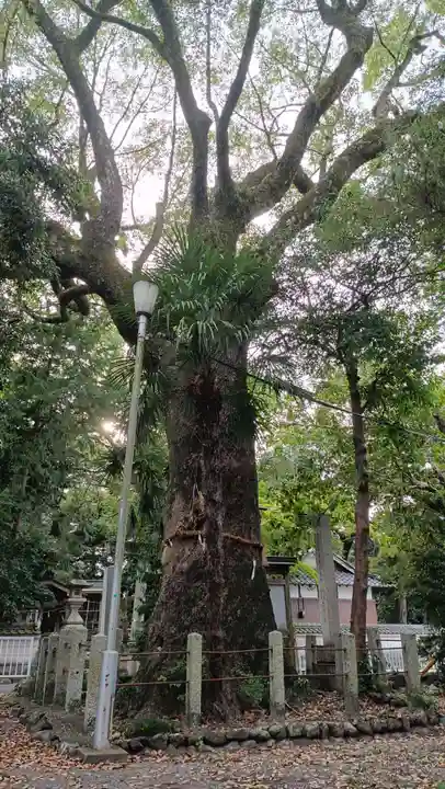 野志里神社の自然